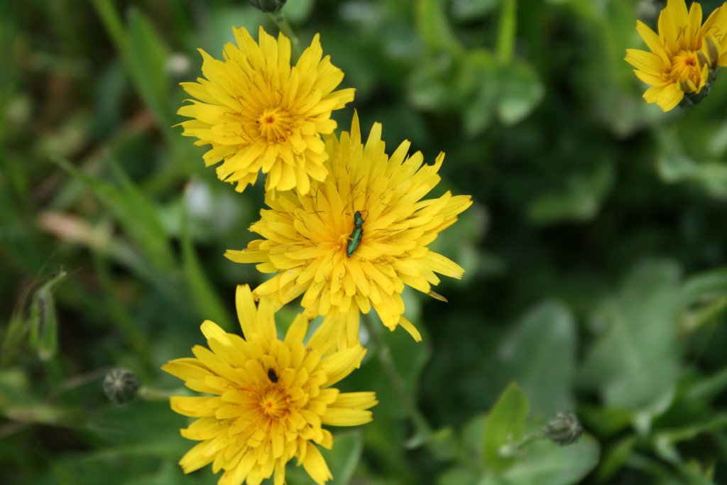 Fiori sul mare-Isola Capo Rizzuto (Crotone)